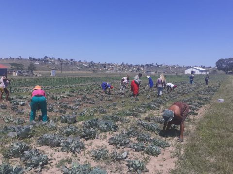 Star Uplifting Centre Vegetab;e Garden